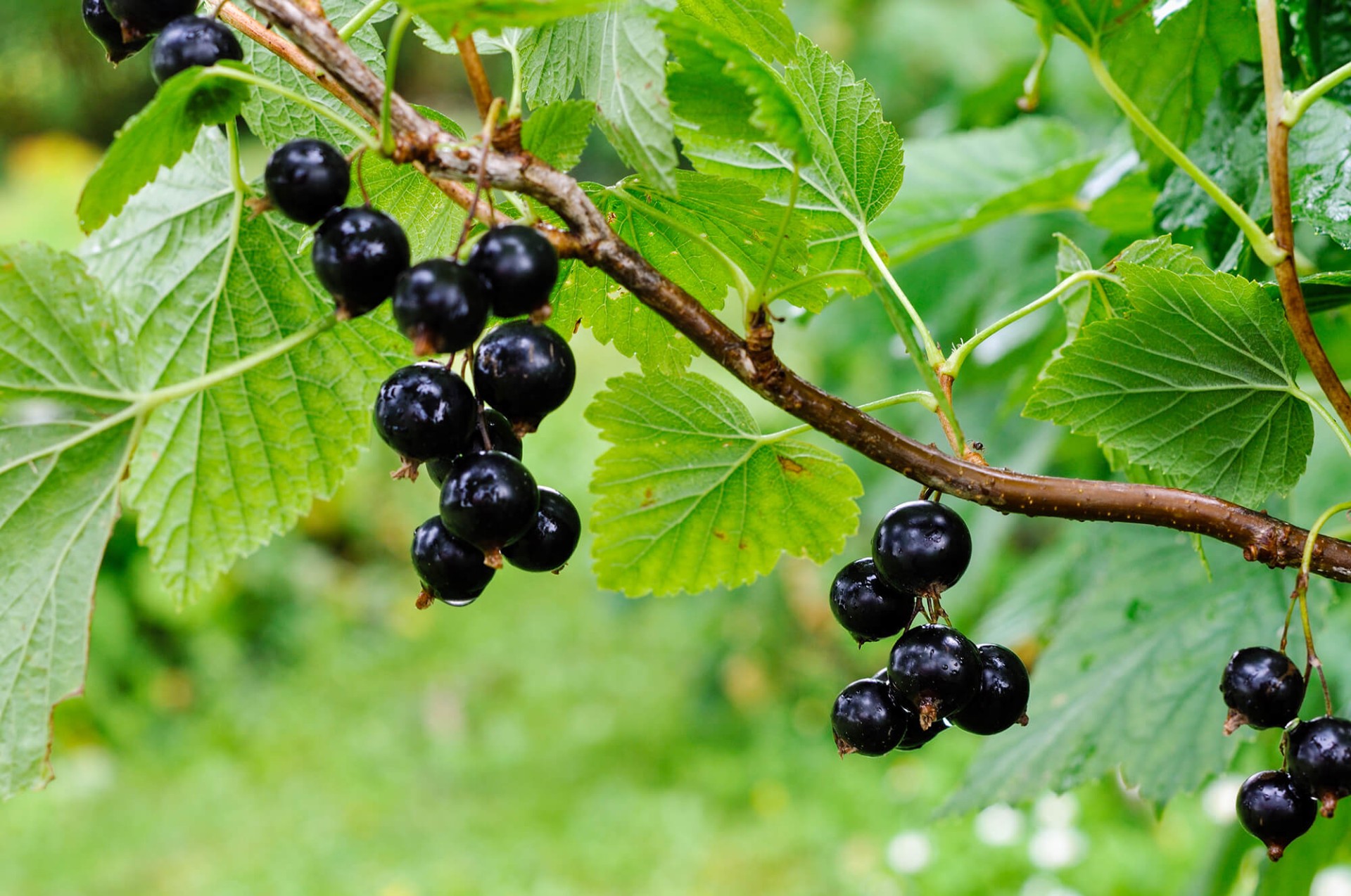 Black currant. Смородина черная (ribes nigrum l.). Смородина Бальсгард Мартин. Смородина пенсильванская. Ribes nigrum смородина чёрная куст.