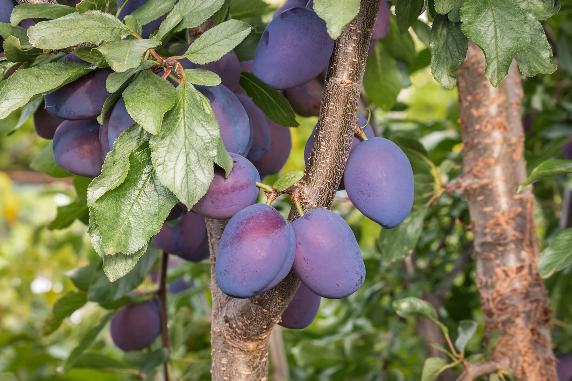 iqf-damsons-information-and-supply-uren-food-ingredients