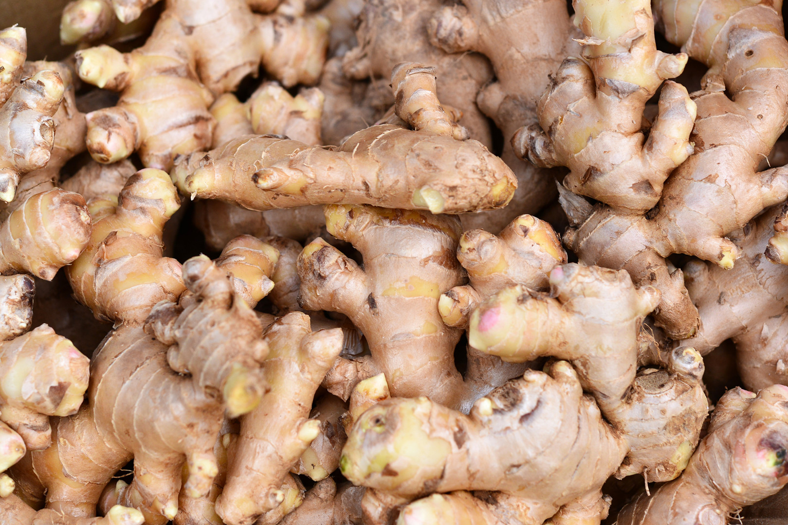 Chinese puree Ginger | Uren Food Ingredients