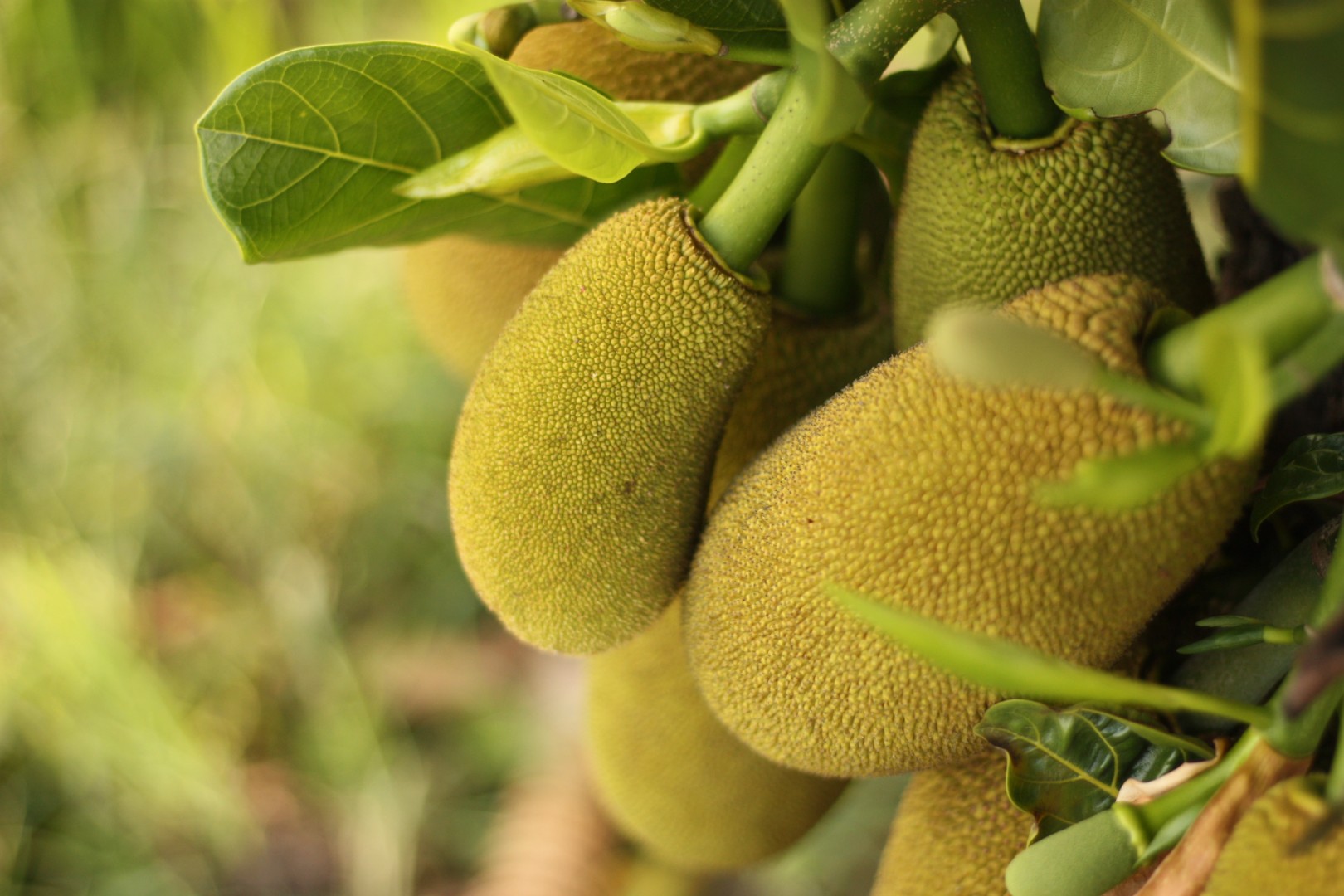 jamaican jackfruit